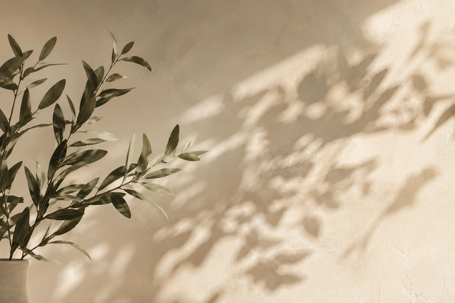 Branche d'olivier et ombres de feuillage sur un mur crème, ambiance douce et naturelle